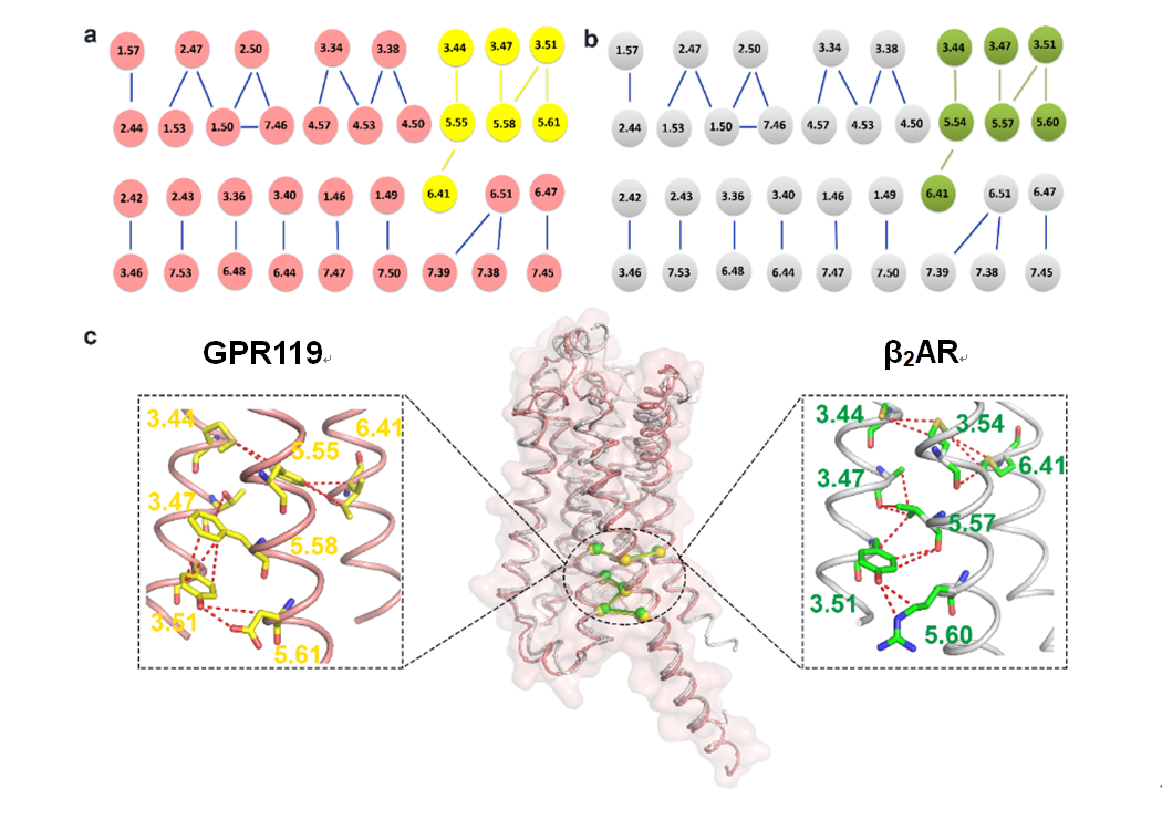 Gpr119 Function 天津大学生命科学学院乔安娜、叶升团队在Nature Communications杂志发文揭示GPR119非典型ClassA结构骨架-天津大学